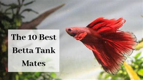betta fish tank mates|10 Male Betta Fish Tank Mates .